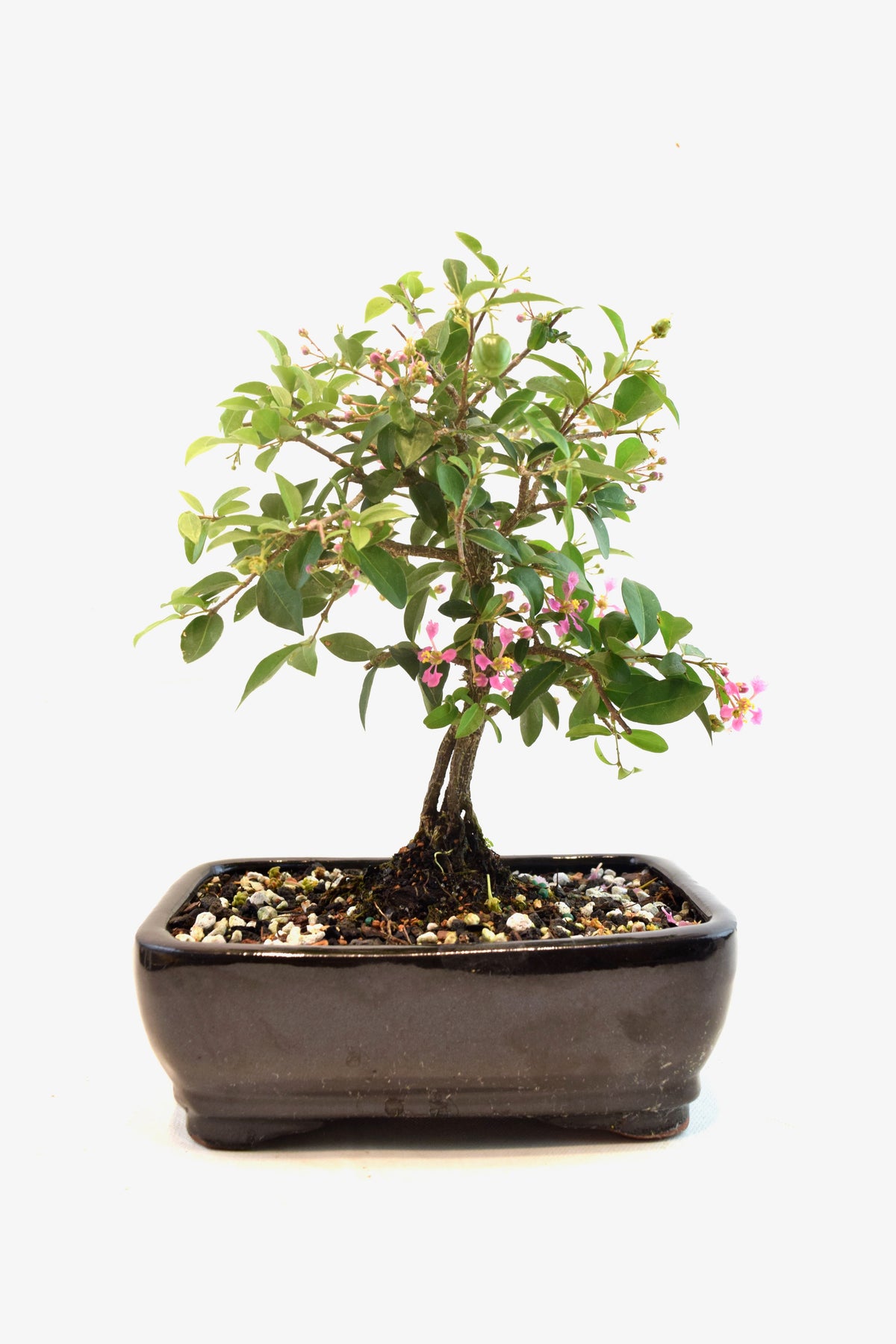 Barbados Cherry Bonsai Ceramic 7" Pot - One of a Kind Bonsai