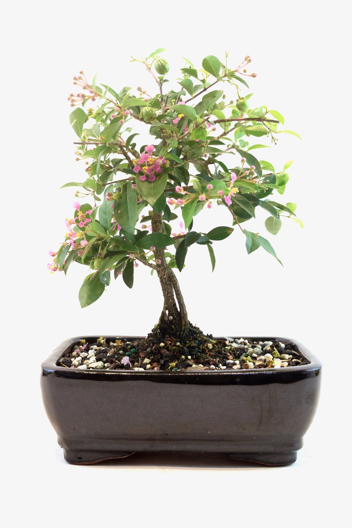 Barbados Cherry Bonsai Ceramic 7" Pot - One of a Kind Bonsai