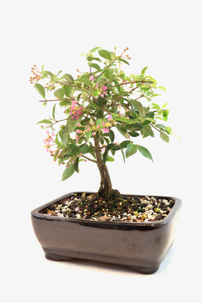 Barbados Cherry Bonsai Ceramic 7" Pot - One of a Kind Bonsai