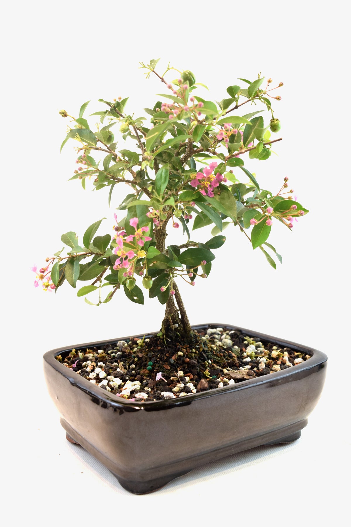 Barbados Cherry Bonsai Ceramic 7" Pot - One of a Kind Bonsai