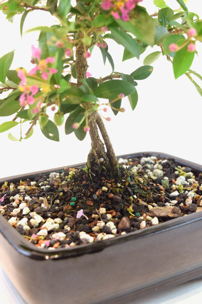 Barbados Cherry Bonsai Ceramic 7" Pot - One of a Kind Bonsai