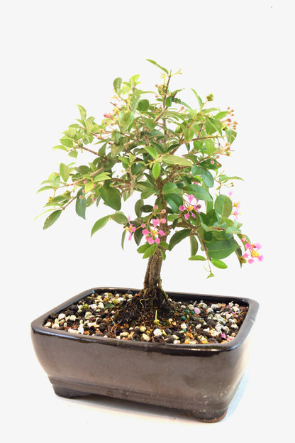 Barbados Cherry Bonsai Ceramic 7" Pot - One of a Kind Bonsai