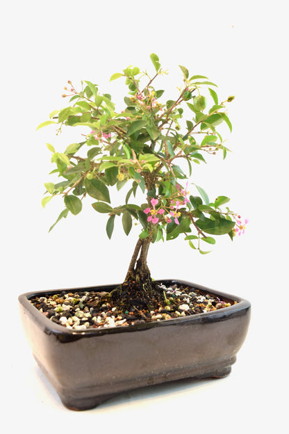 Barbados Cherry Bonsai Ceramic 7" Pot - One of a Kind Bonsai