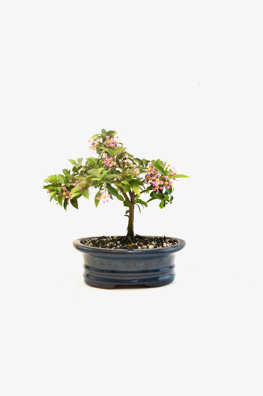 Barbados Cherry Bonsai Ceramic 7" Pot - One of a Kind Bonsai