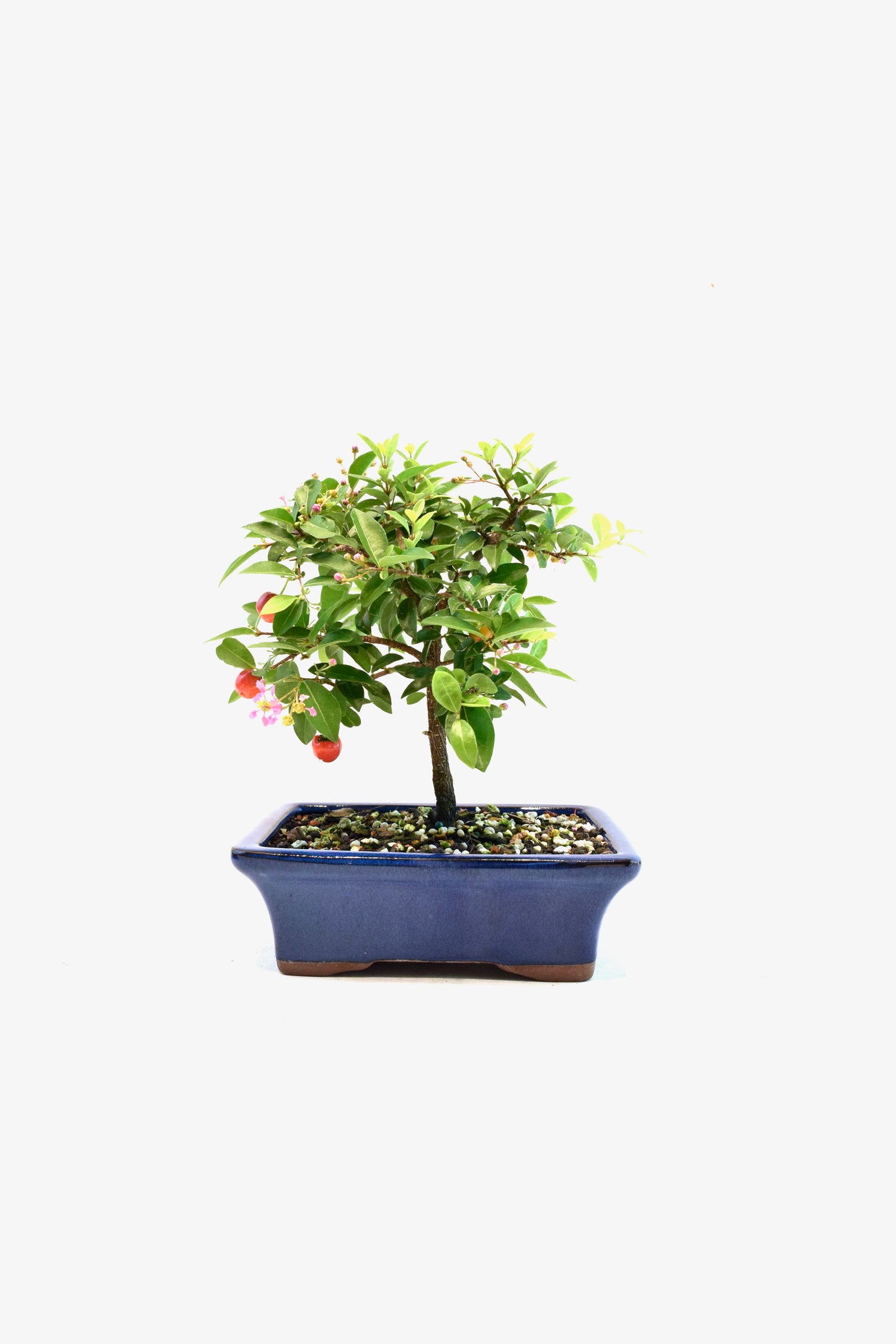 Barbados Cherry Bonsai Ceramic 7" Pot - One of a Kind Bonsai