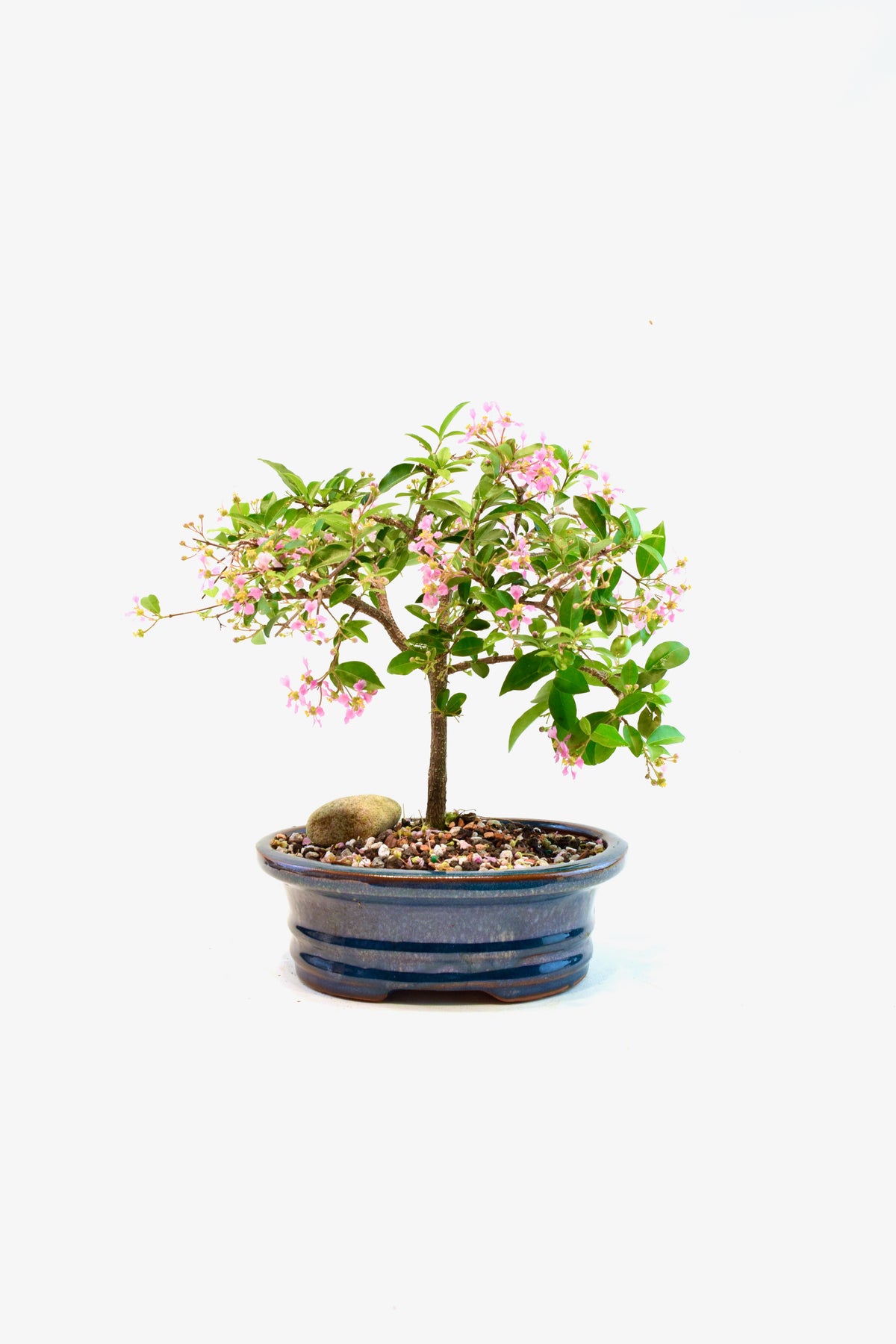 Barbados Cherry Bonsai Ceramic 7" Pot - One of a Kind Bonsai