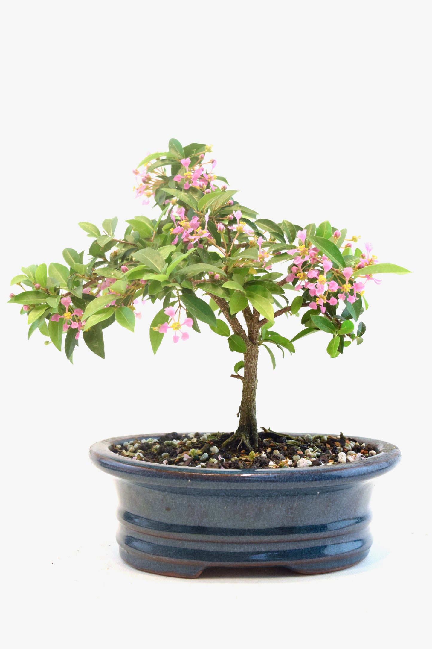 Barbados Cherry Bonsai Ceramic 7" Pot - One of a Kind Bonsai
