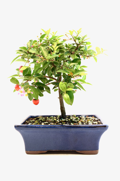 Barbados Cherry Bonsai Ceramic 7" Pot - One of a Kind Bonsai