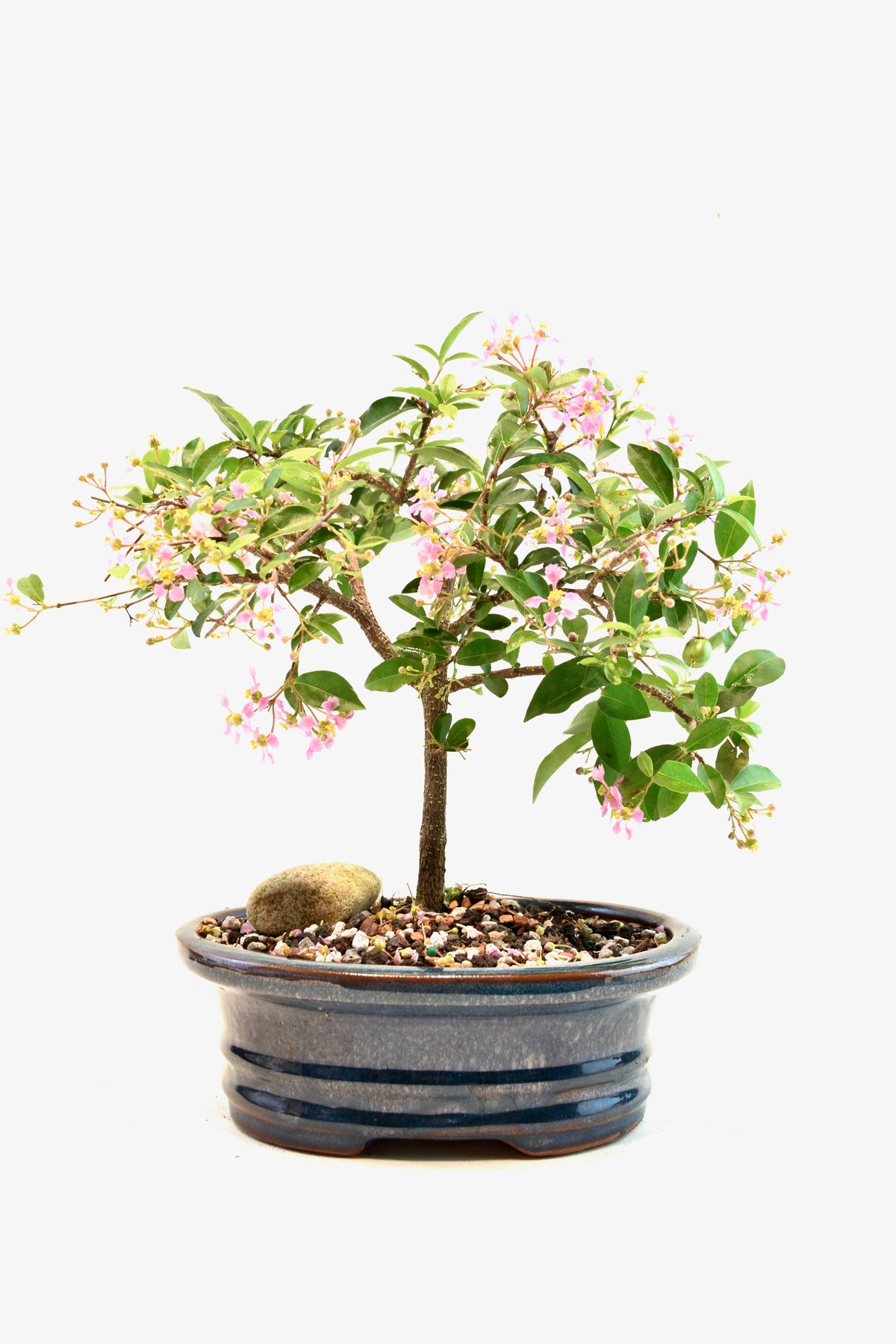 Barbados Cherry Bonsai Ceramic 7" Pot - One of a Kind Bonsai