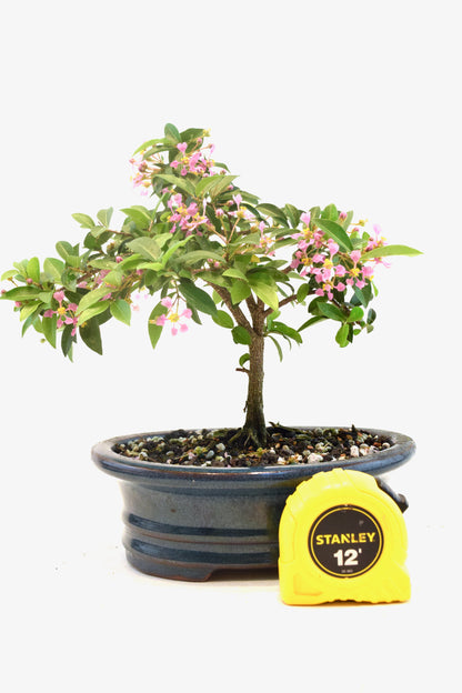 Barbados Cherry Bonsai Ceramic 7" Pot - One of a Kind Bonsai