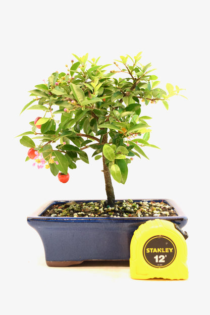 Barbados Cherry Bonsai Ceramic 7" Pot - One of a Kind Bonsai