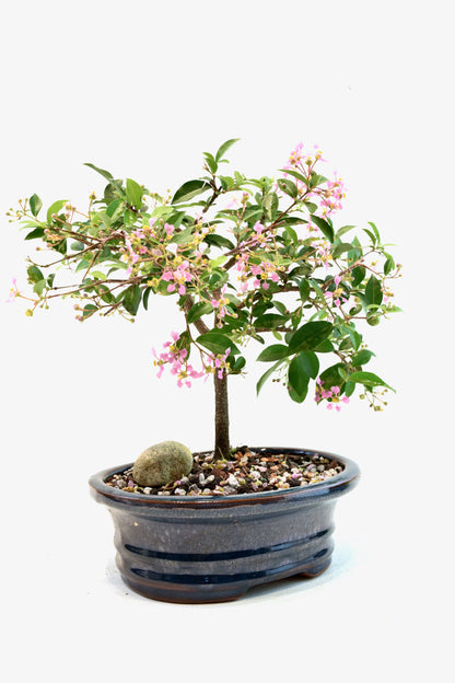 Barbados Cherry Bonsai Ceramic 7" Pot - One of a Kind Bonsai