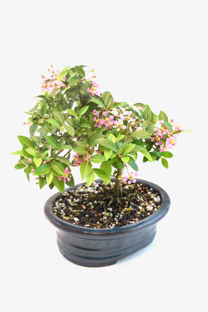 Barbados Cherry Bonsai Ceramic 7" Pot - One of a Kind Bonsai