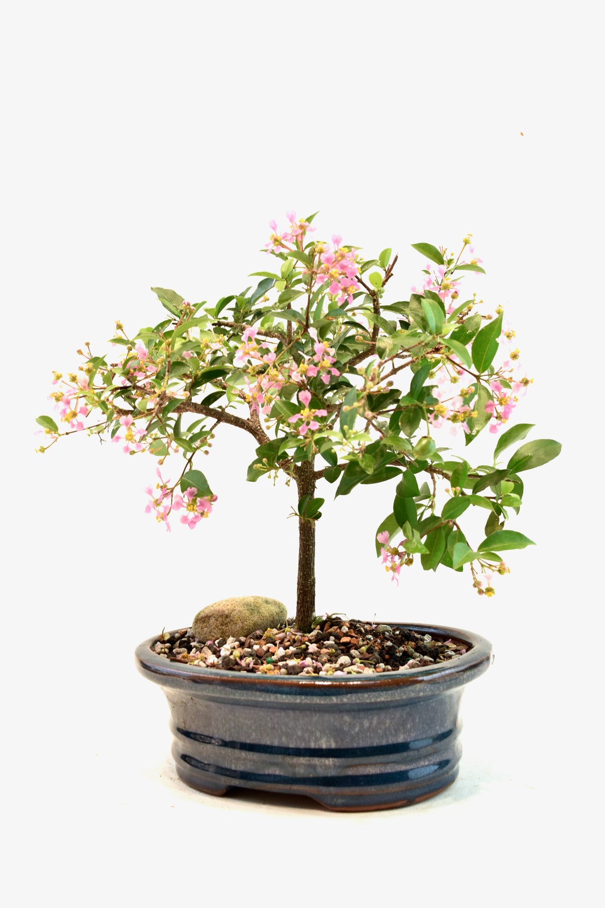 Barbados Cherry Bonsai Ceramic 7" Pot - One of a Kind Bonsai