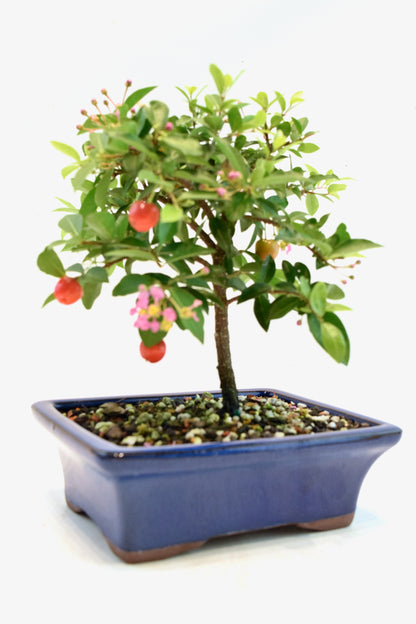 Barbados Cherry Bonsai Ceramic 7" Pot - One of a Kind Bonsai