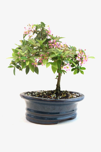 Barbados Cherry Bonsai Ceramic 7" Pot - One of a Kind Bonsai