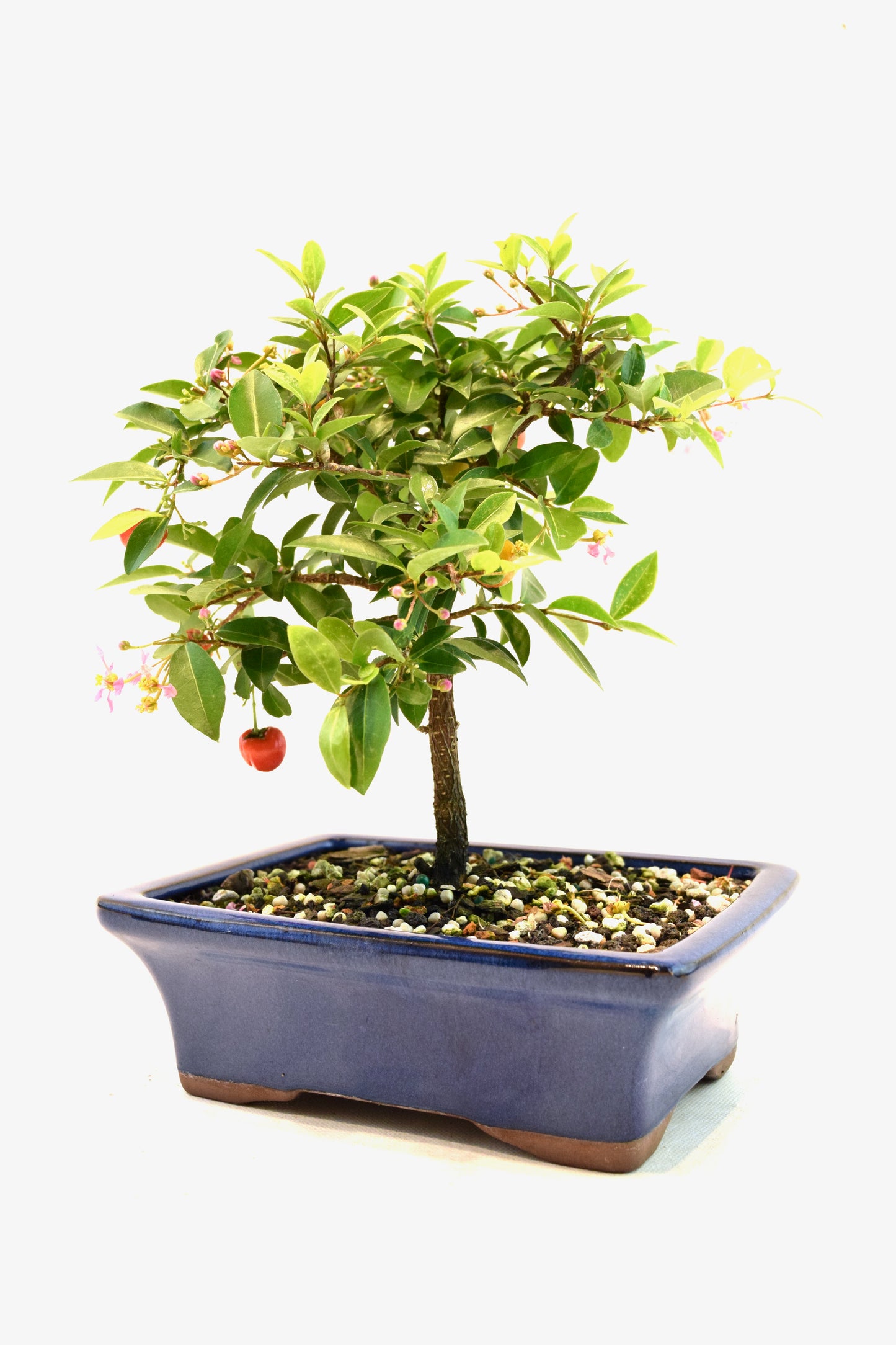 Barbados Cherry Bonsai Ceramic 7" Pot - One of a Kind Bonsai