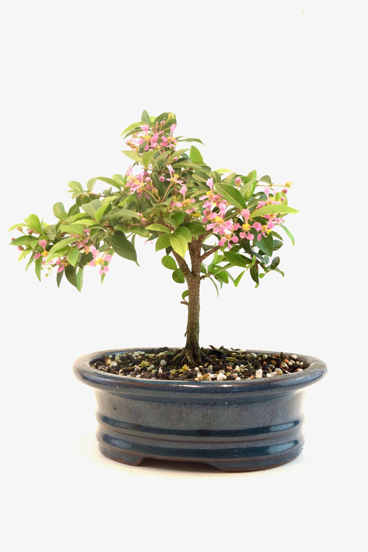 Barbados Cherry Bonsai Ceramic 7" Pot - One of a Kind Bonsai