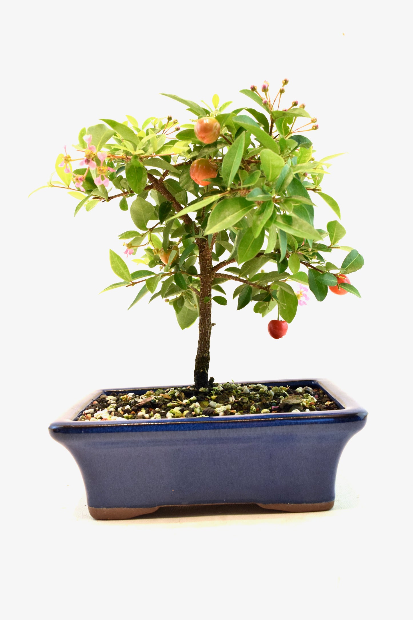 Barbados Cherry Bonsai Ceramic 7" Pot - One of a Kind Bonsai
