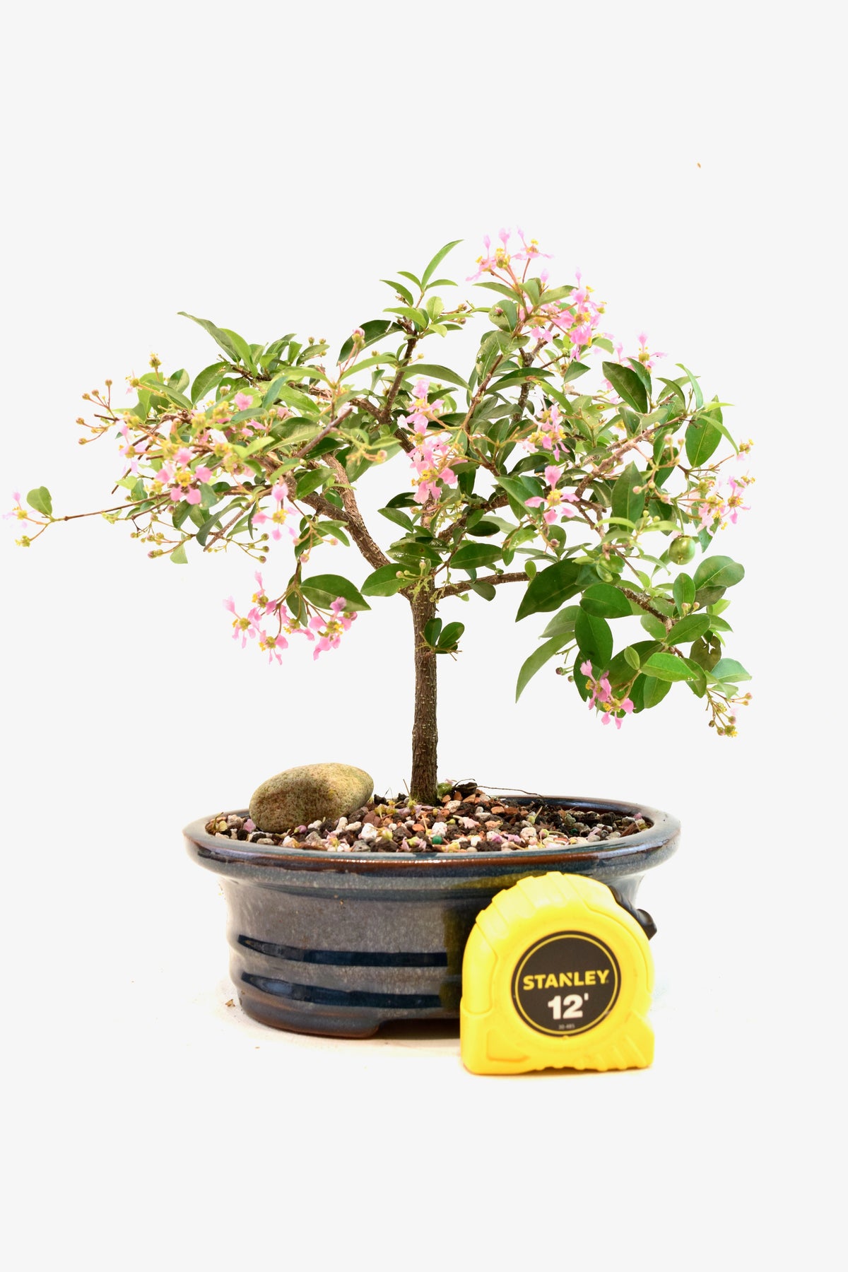 Barbados Cherry Bonsai Ceramic 7" Pot - One of a Kind Bonsai