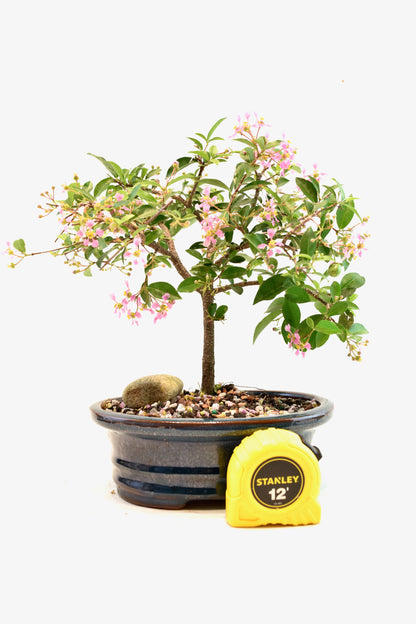 Barbados Cherry Bonsai Ceramic 7" Pot - One of a Kind Bonsai
