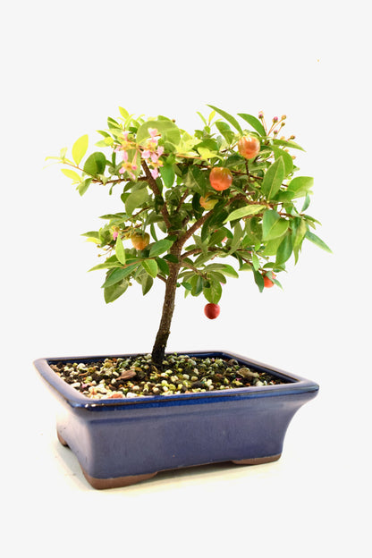 Barbados Cherry Bonsai Ceramic 7" Pot - One of a Kind Bonsai