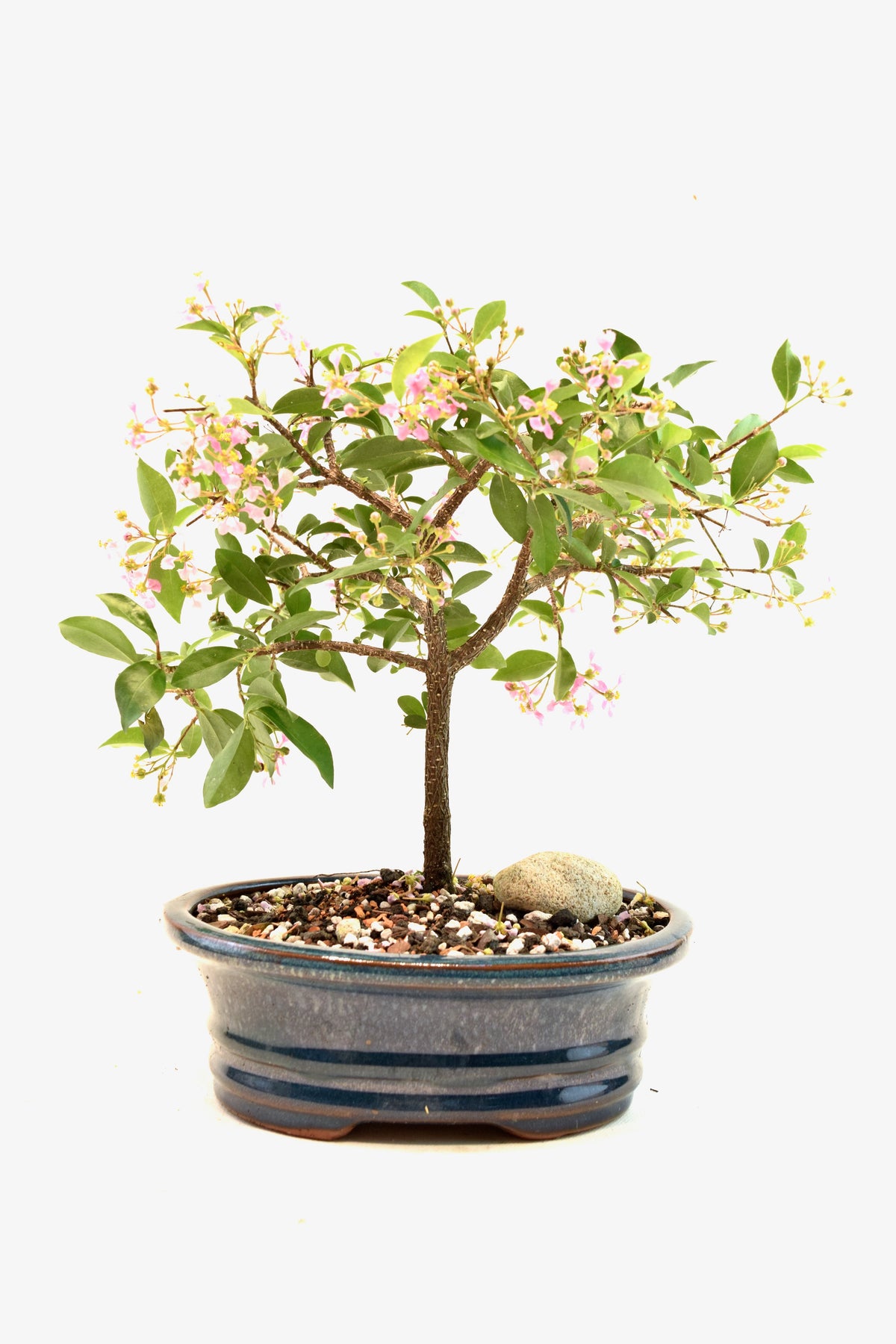 Barbados Cherry Bonsai Ceramic 7" Pot - One of a Kind Bonsai