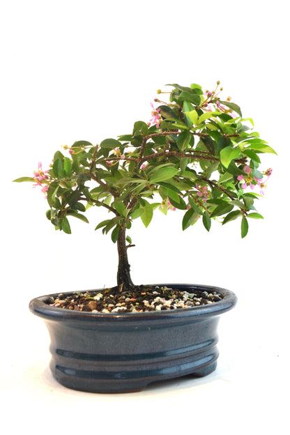 Barbados Cherry Bonsai Ceramic 7" Pot - One of a Kind Bonsai