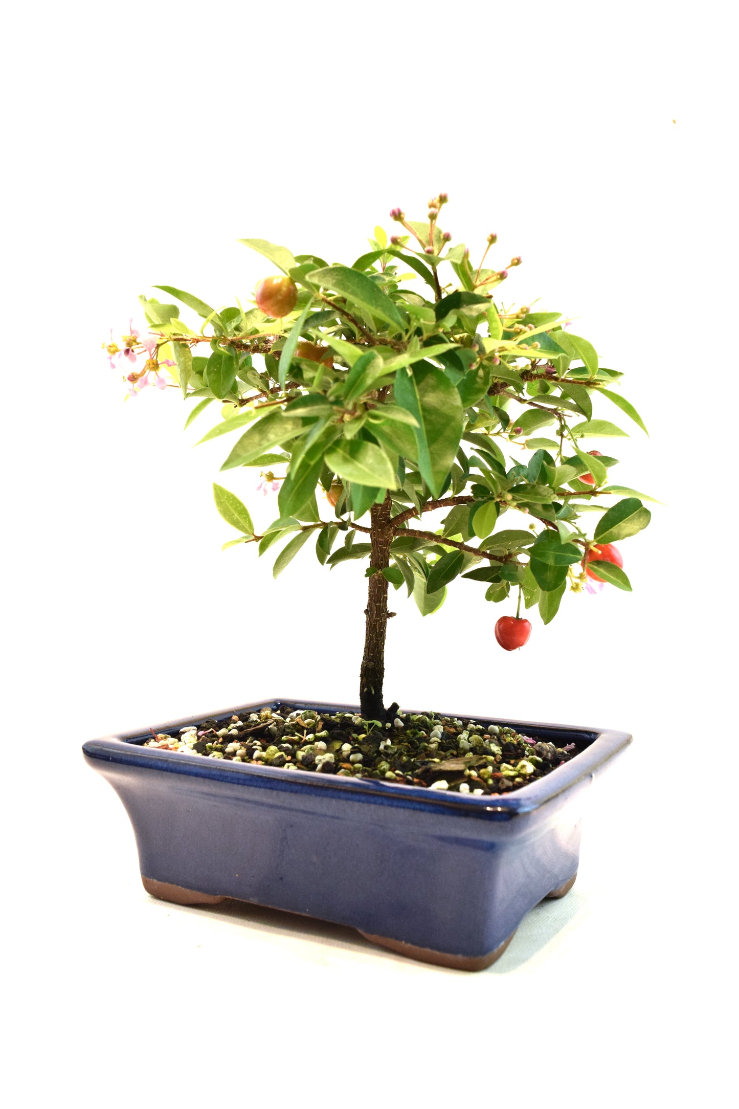 Barbados Cherry Bonsai Ceramic 7" Pot - One of a Kind Bonsai