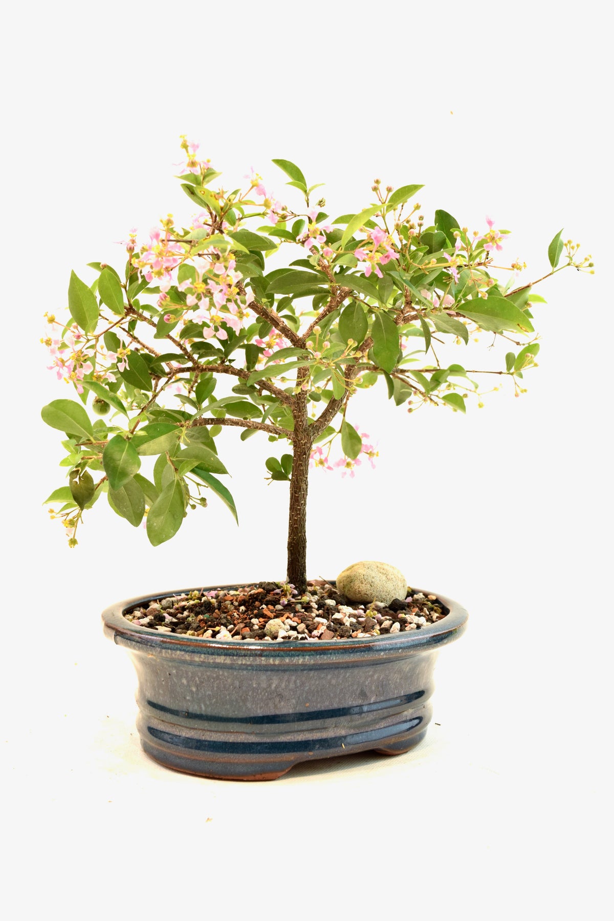 Barbados Cherry Bonsai Ceramic 7" Pot - One of a Kind Bonsai