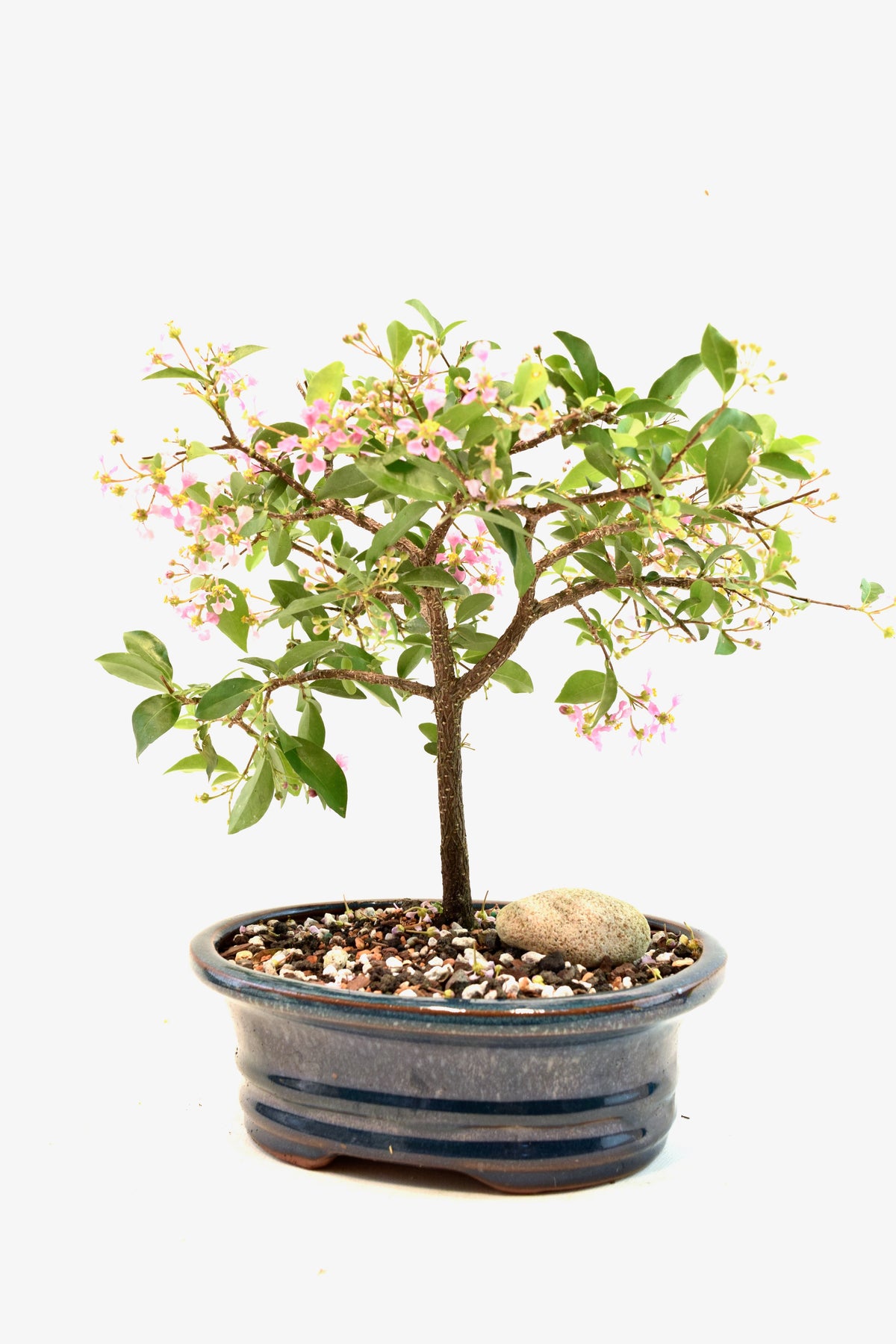 Barbados Cherry Bonsai Ceramic 7" Pot - One of a Kind Bonsai