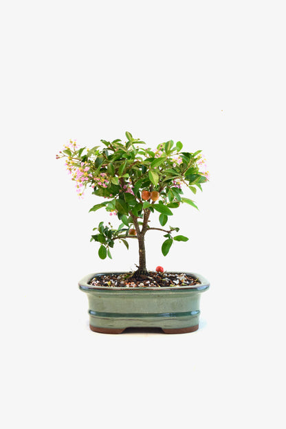 Barbados Cherry Bonsai Ceramic 7" Pot - One of a Kind Bonsai