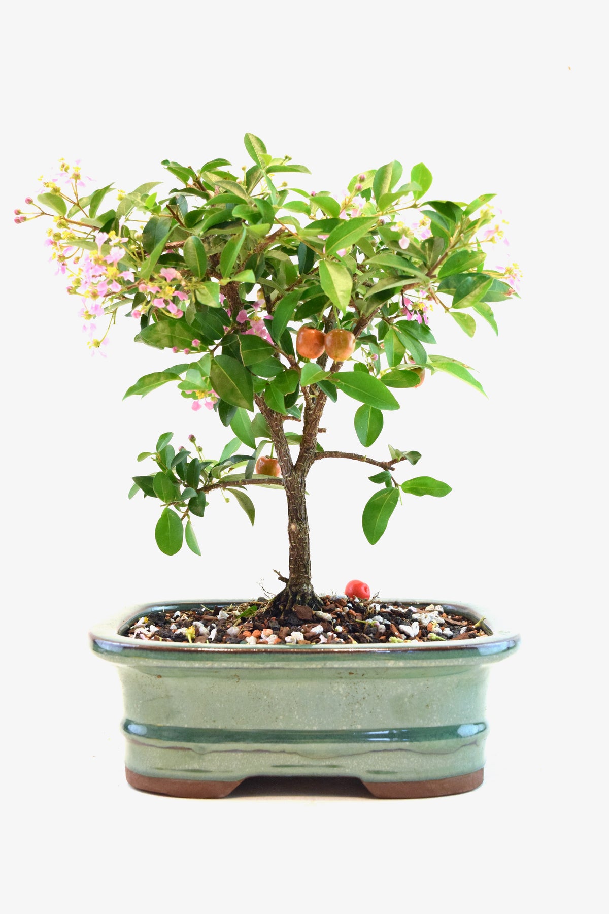 Barbados Cherry Bonsai Ceramic 7" Pot - One of a Kind Bonsai