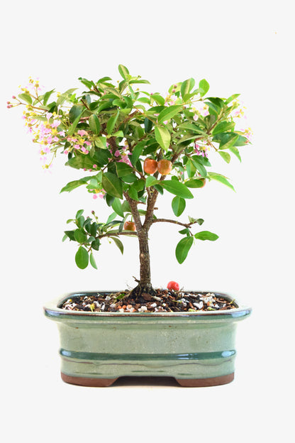 Barbados Cherry Bonsai Ceramic 7" Pot - One of a Kind Bonsai