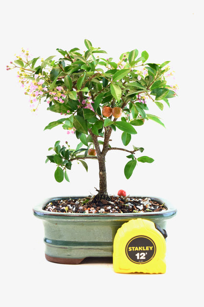 Barbados Cherry Bonsai Ceramic 7" Pot - One of a Kind Bonsai