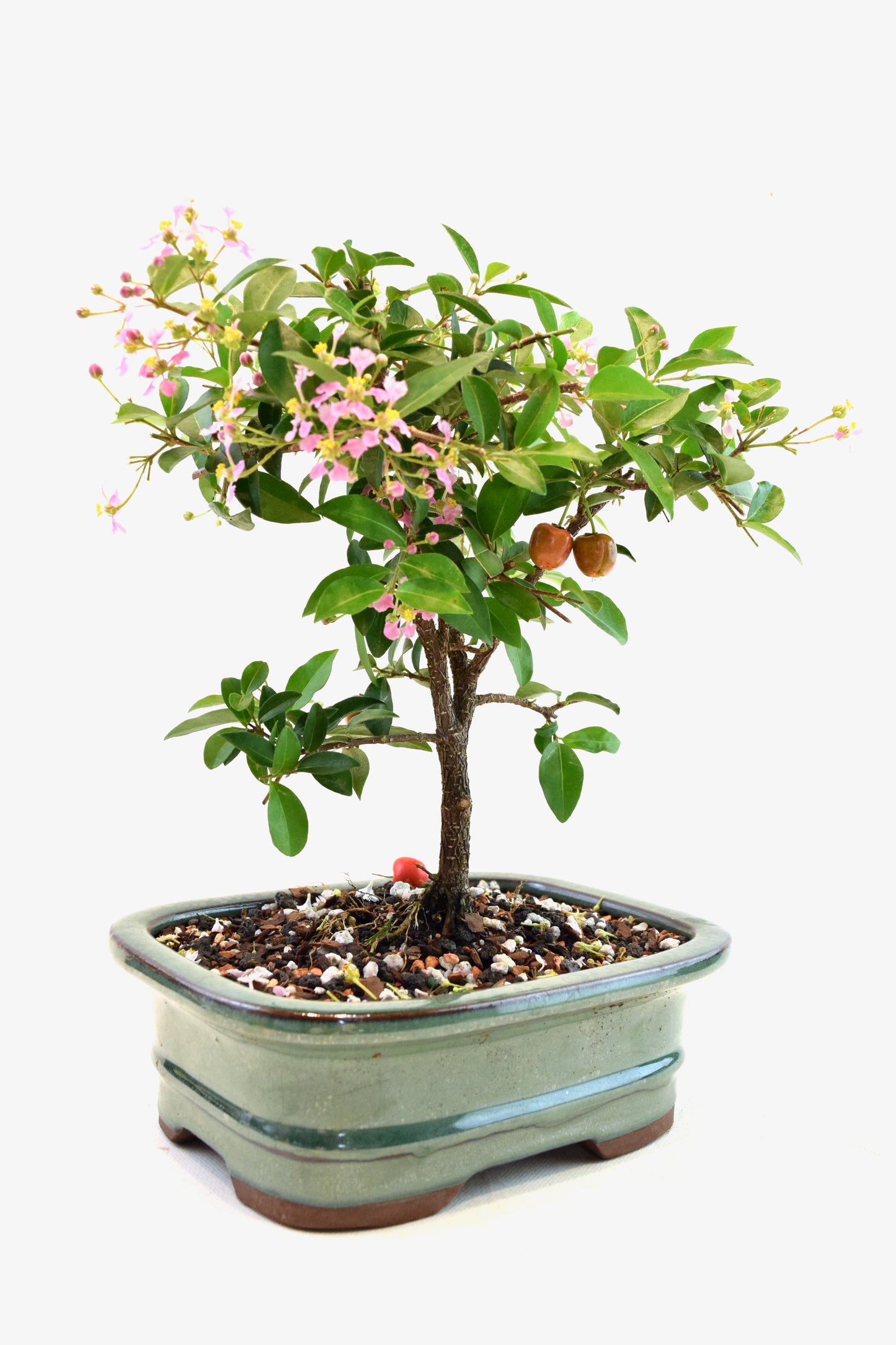 Barbados Cherry Bonsai Ceramic 7" Pot - One of a Kind Bonsai