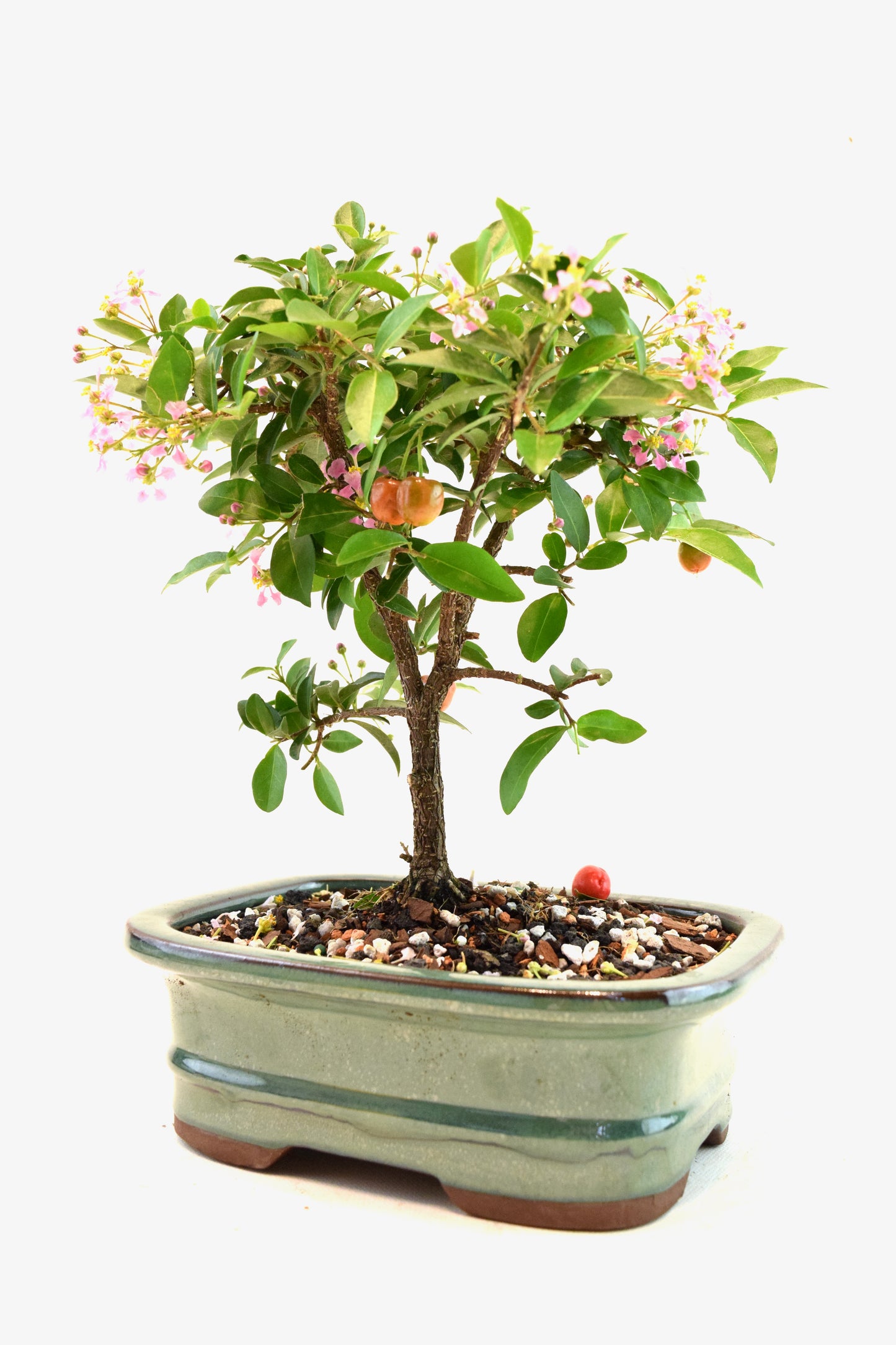 Barbados Cherry Bonsai Ceramic 7" Pot - One of a Kind Bonsai