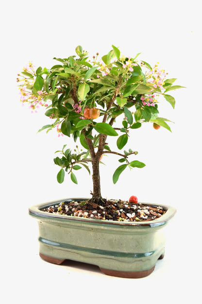 Barbados Cherry Bonsai Ceramic 7" Pot - One of a Kind Bonsai