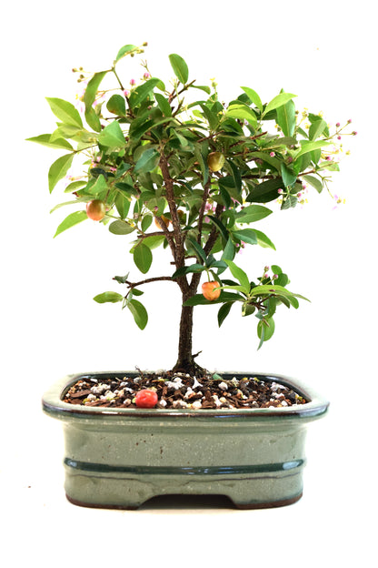 Barbados Cherry Bonsai Ceramic 7" Pot - One of a Kind Bonsai