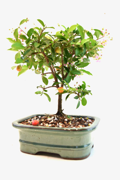 Barbados Cherry Bonsai Ceramic 7" Pot - One of a Kind Bonsai