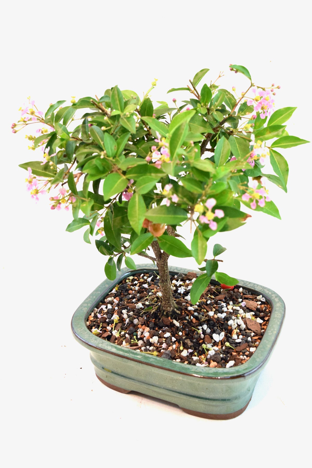 Barbados Cherry Bonsai Ceramic 7" Pot - One of a Kind Bonsai