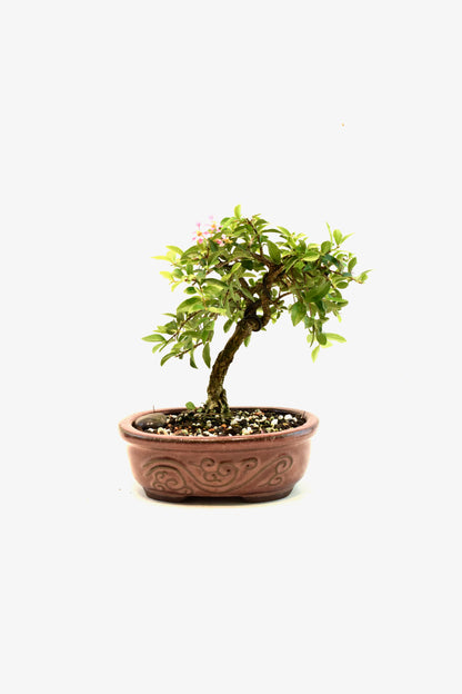 Barbados Cherry Bonsai Ceramic 7" Pot - One of a Kind Bonsai