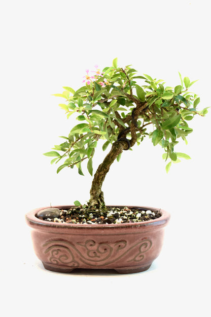 Barbados Cherry Bonsai Ceramic 7" Pot - One of a Kind Bonsai