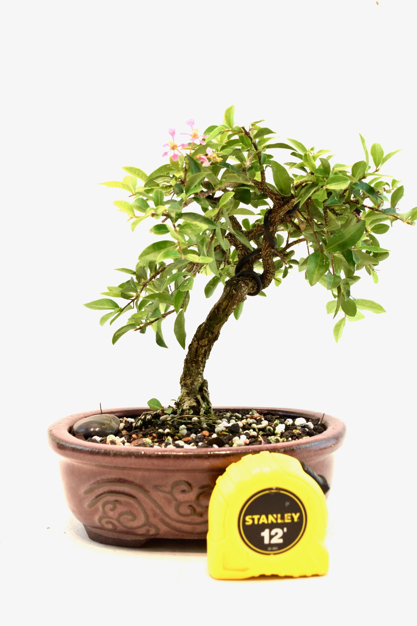 Barbados Cherry Bonsai Ceramic 7" Pot - One of a Kind Bonsai