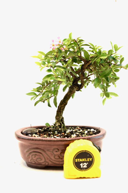 Barbados Cherry Bonsai Ceramic 7" Pot - One of a Kind Bonsai