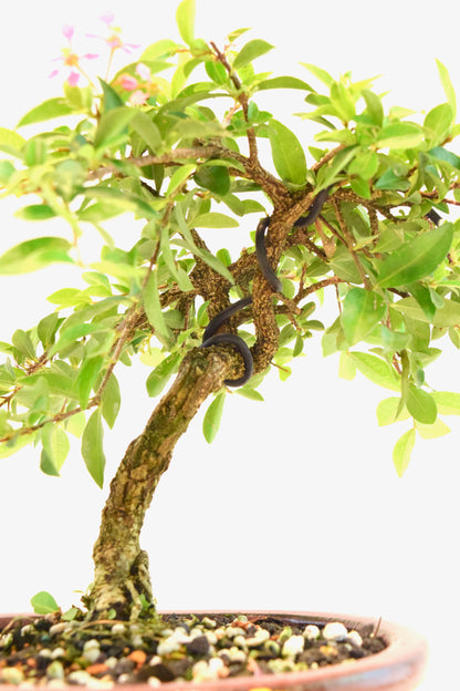 Barbados Cherry Bonsai Ceramic 7" Pot - One of a Kind Bonsai