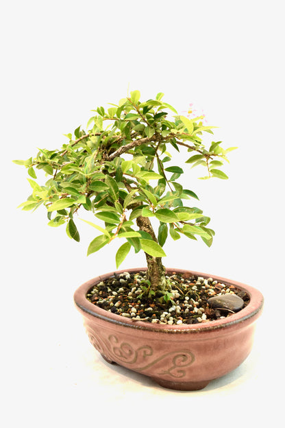 Barbados Cherry Bonsai Ceramic 7" Pot - One of a Kind Bonsai