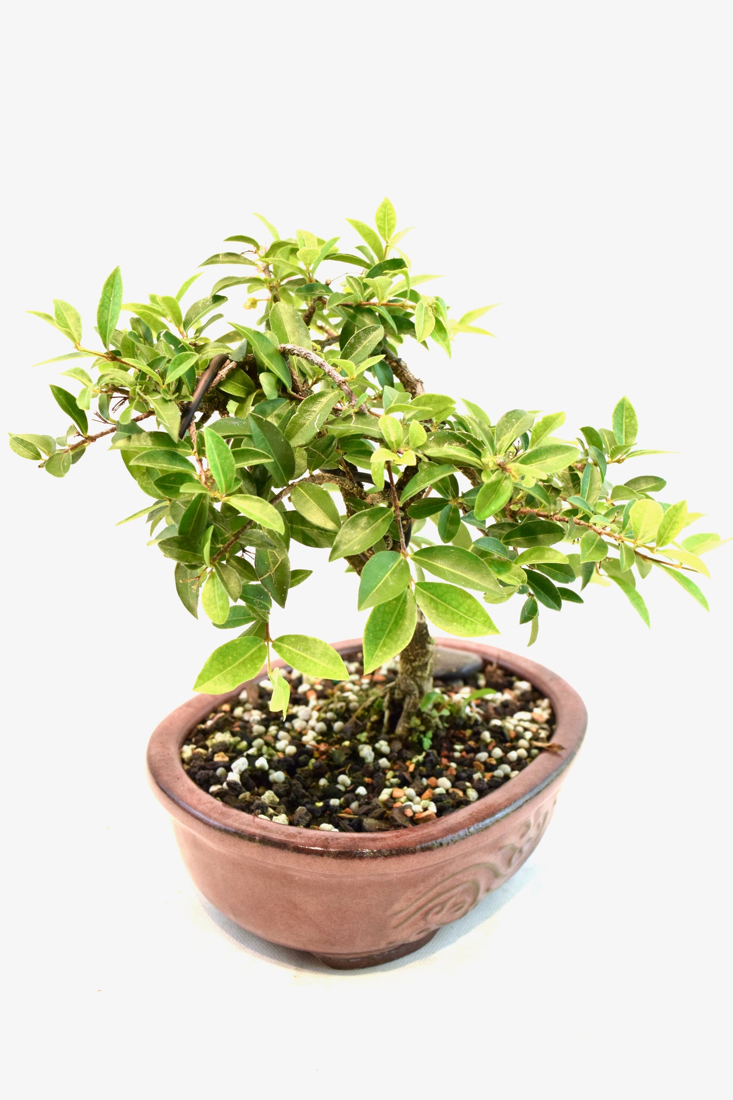 Barbados Cherry Bonsai Ceramic 7" Pot - One of a Kind Bonsai
