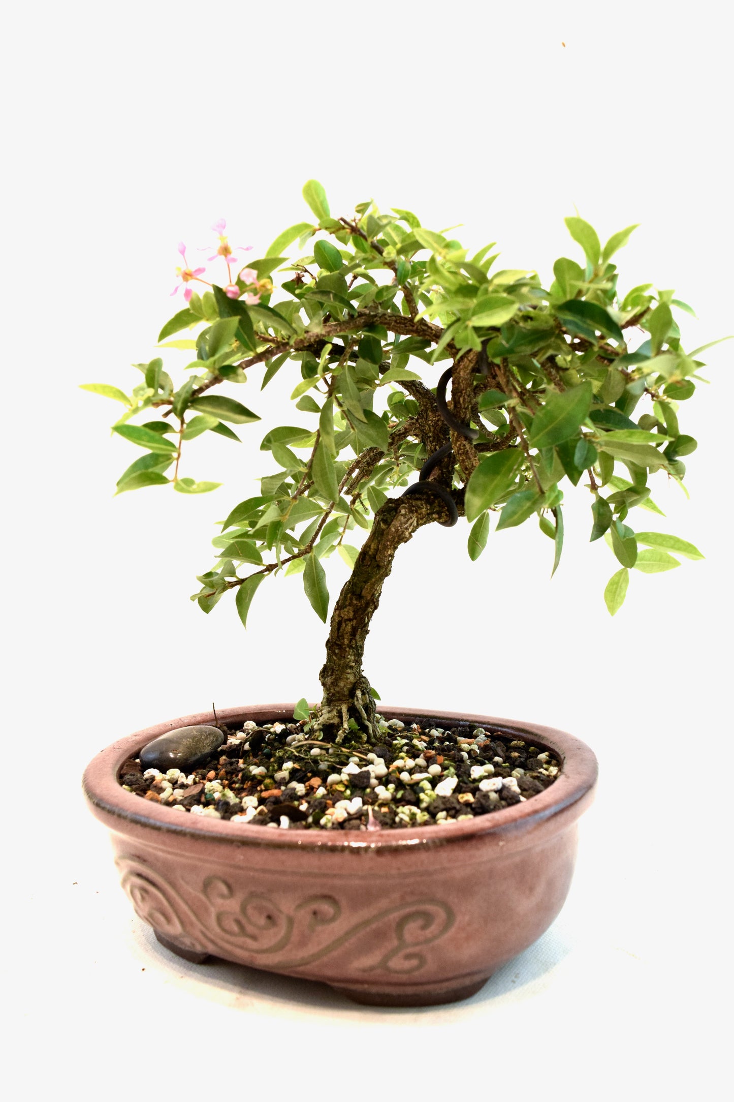 Barbados Cherry Bonsai Ceramic 7" Pot - One of a Kind Bonsai