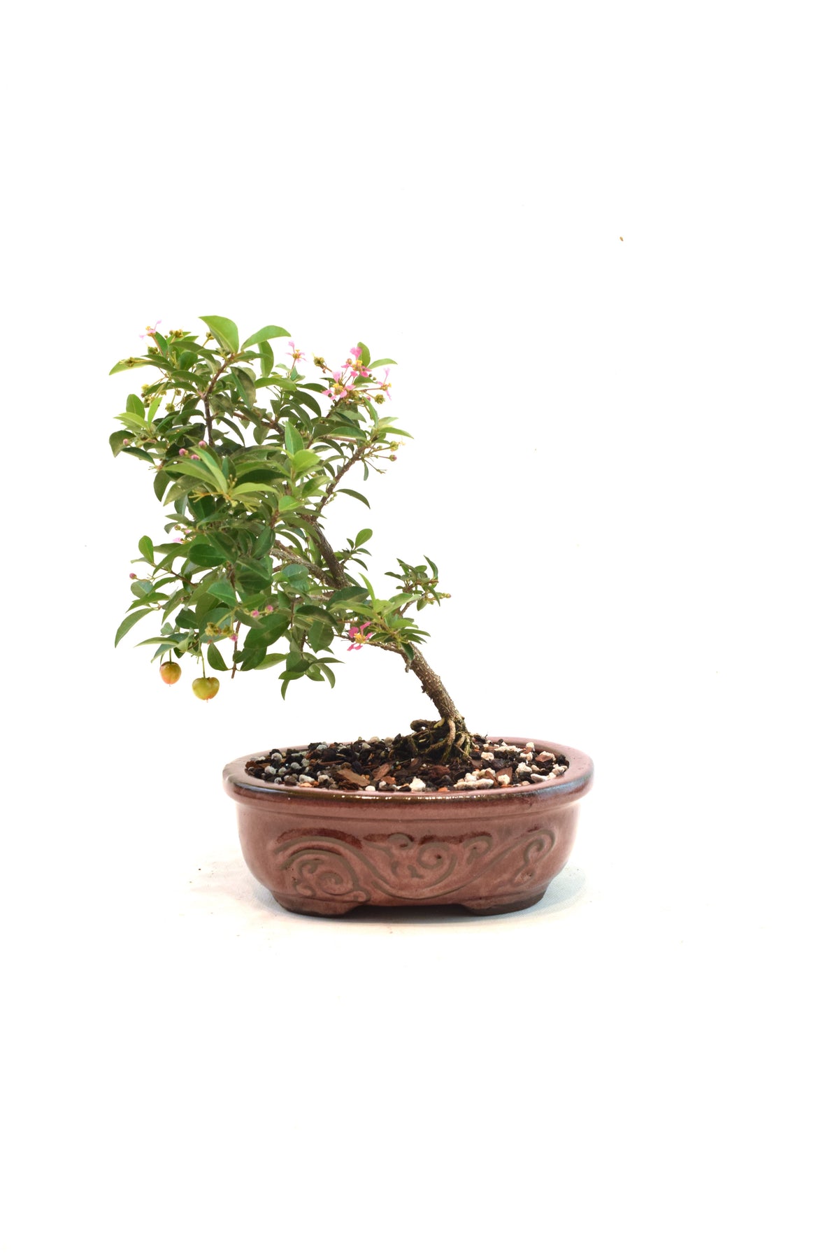 Dwarf Barbados Cherry Bonsai Ceramic 7" Pot - One of a Kind Bonsai